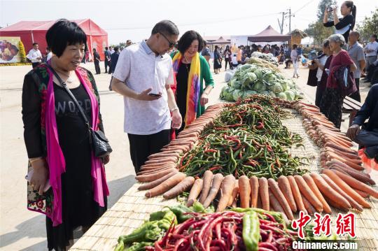 今秋，林莊村的蔬菜獲得豐收?！⊥跬?攝