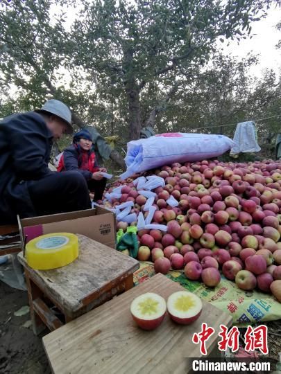 廈門農(nóng)行攜手廈門中達電商，推出愛心蘋果線上消費扶貧模式，幫助臨夏州永靖縣果農(nóng)解決蘋果銷路問題。供圖