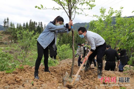 圖為機(jī)關(guān)干部職工三兩協(xié)作，揮鍬鏟土、扶苗培土。黃起青 攝