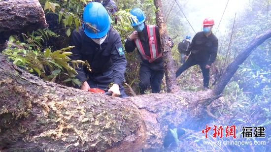 國網(wǎng)寧化縣供電公司對壓到10千伏供電線路的倒伏百年枯木緊急處理。羅健雄 攝