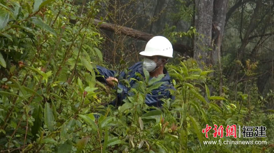 國網(wǎng)寧化縣供電公司對被百年枯木壓到的10千伏供電線路緊急搶修。羅健雄 攝